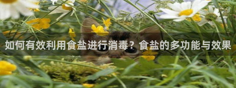 威九国际演员名单